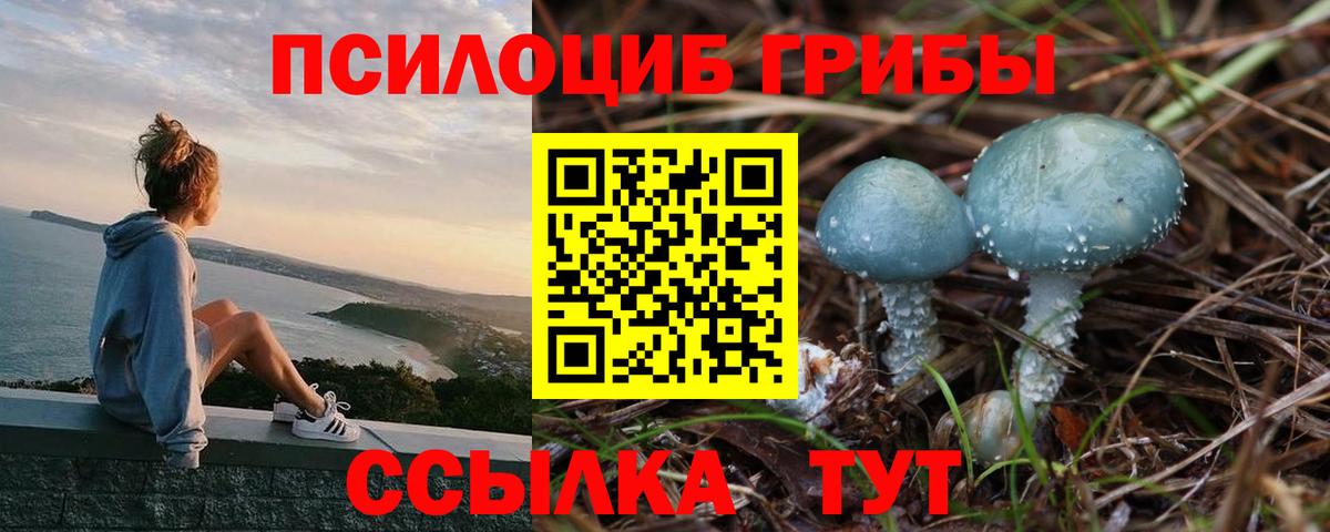Татарск  Галлюциногенные грибы Psilocybine cubensis  Вход с VPN 